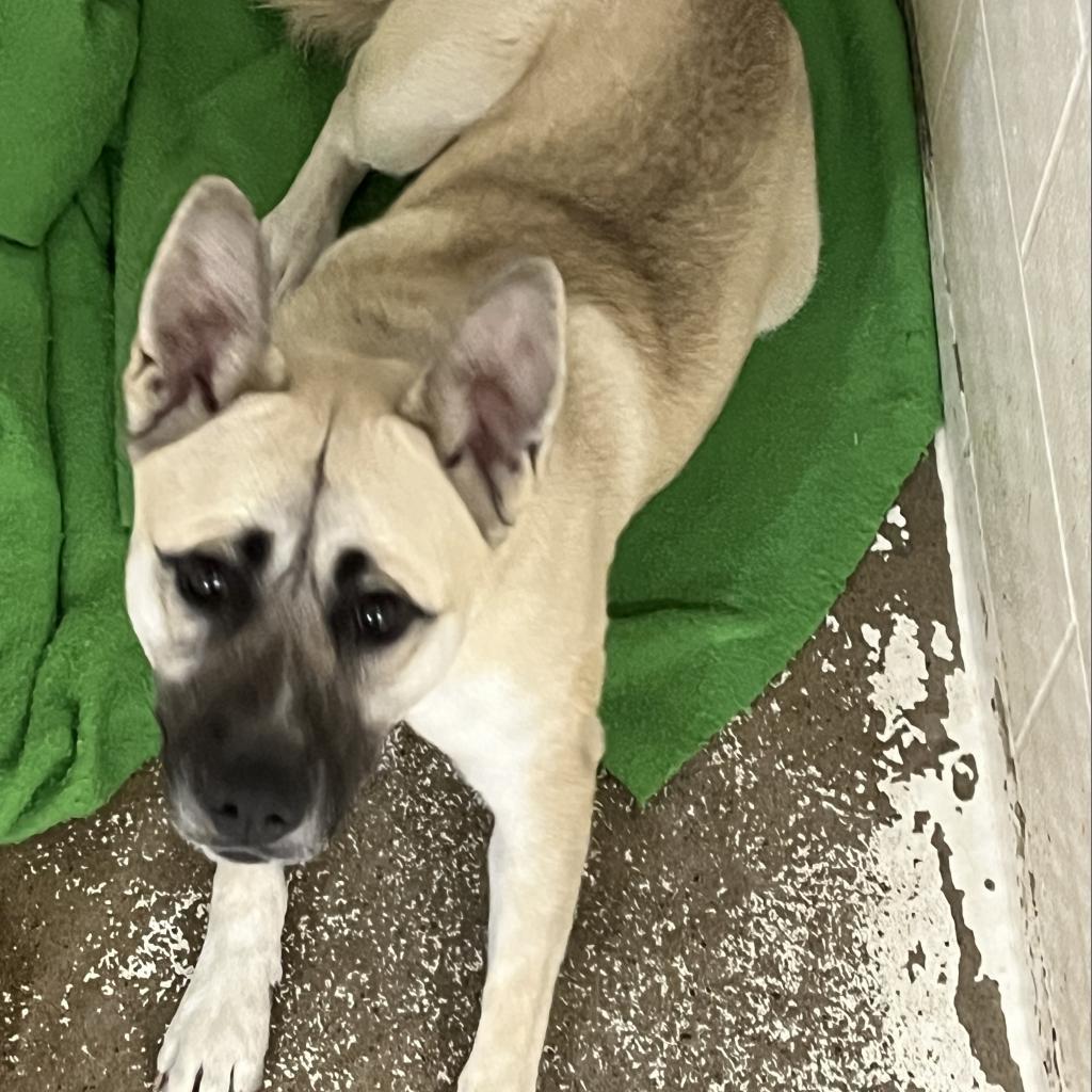 Winky, an adoptable Belgian Shepherd / Malinois in North Battleford, SK, S9A 2M7 | Photo Image 4