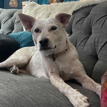 Biscotti