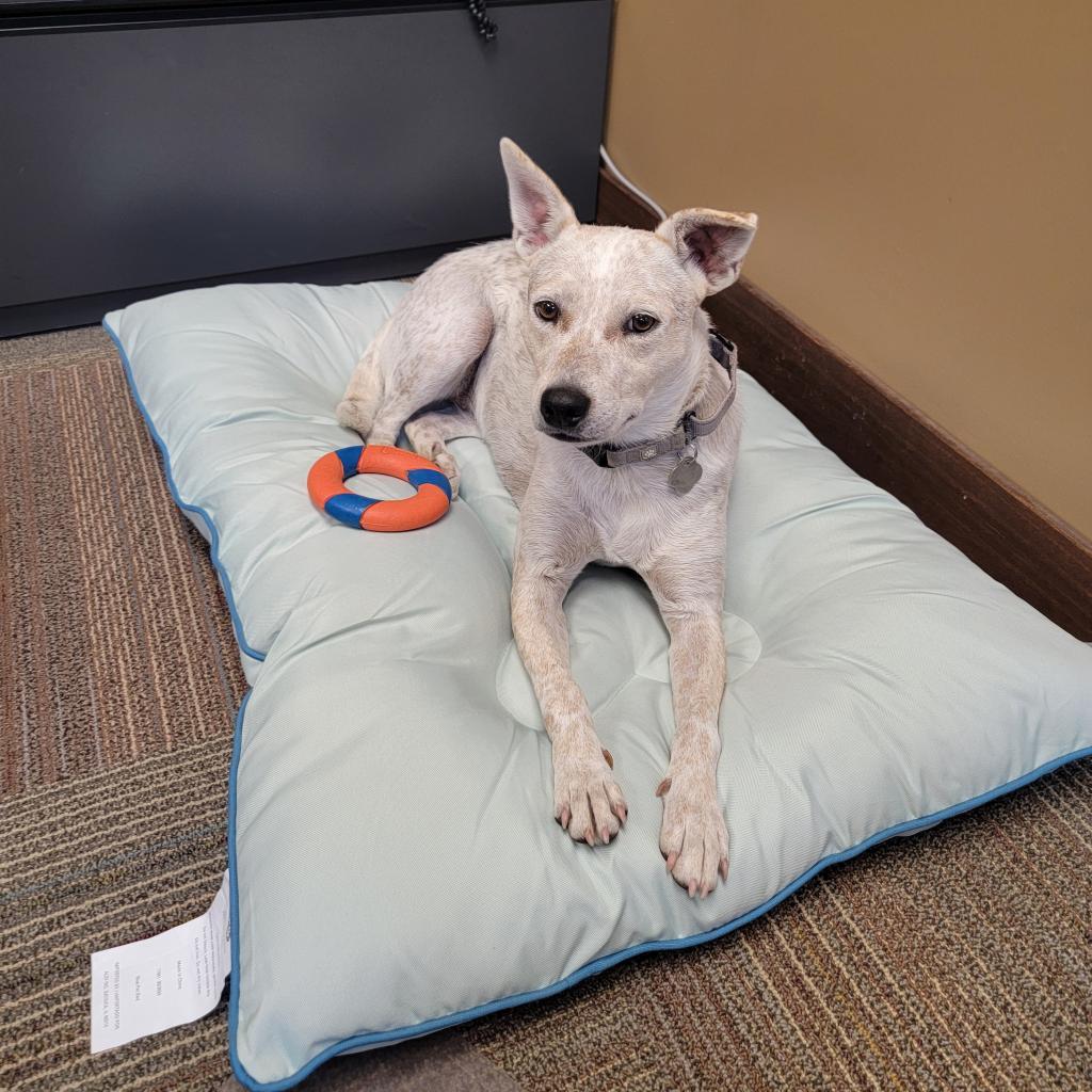 Biscotti, an adoptable Cattle Dog in Lynd, MN, 56157 | Photo Image 3