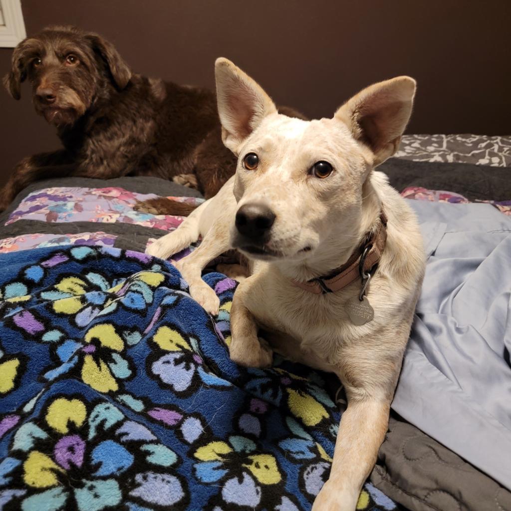 Biscotti, an adoptable Cattle Dog in Lynd, MN, 56157 | Photo Image 5