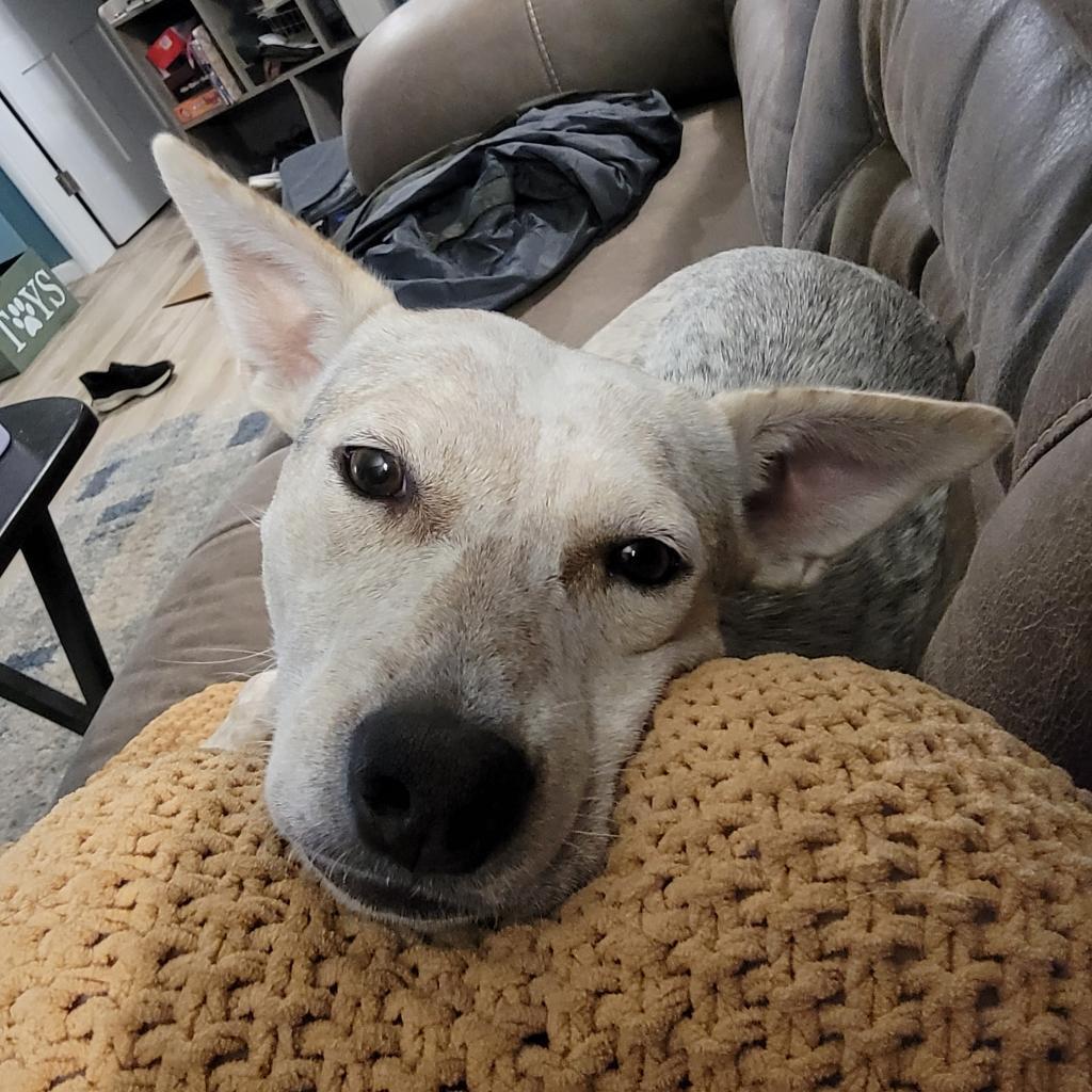 Biscotti, an adoptable Cattle Dog in Lynd, MN, 56157 | Photo Image 6