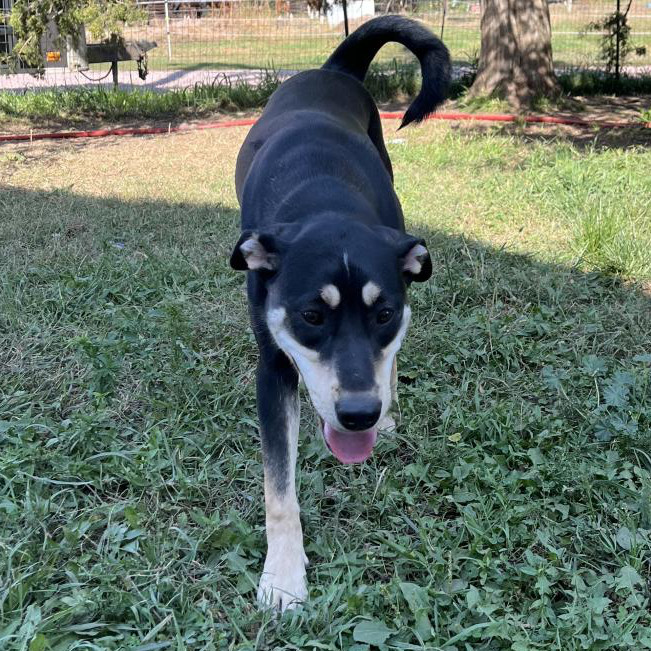 Delilah, an adoptable Mixed Breed in Sioux Falls, SD, 57106 | Photo Image 1