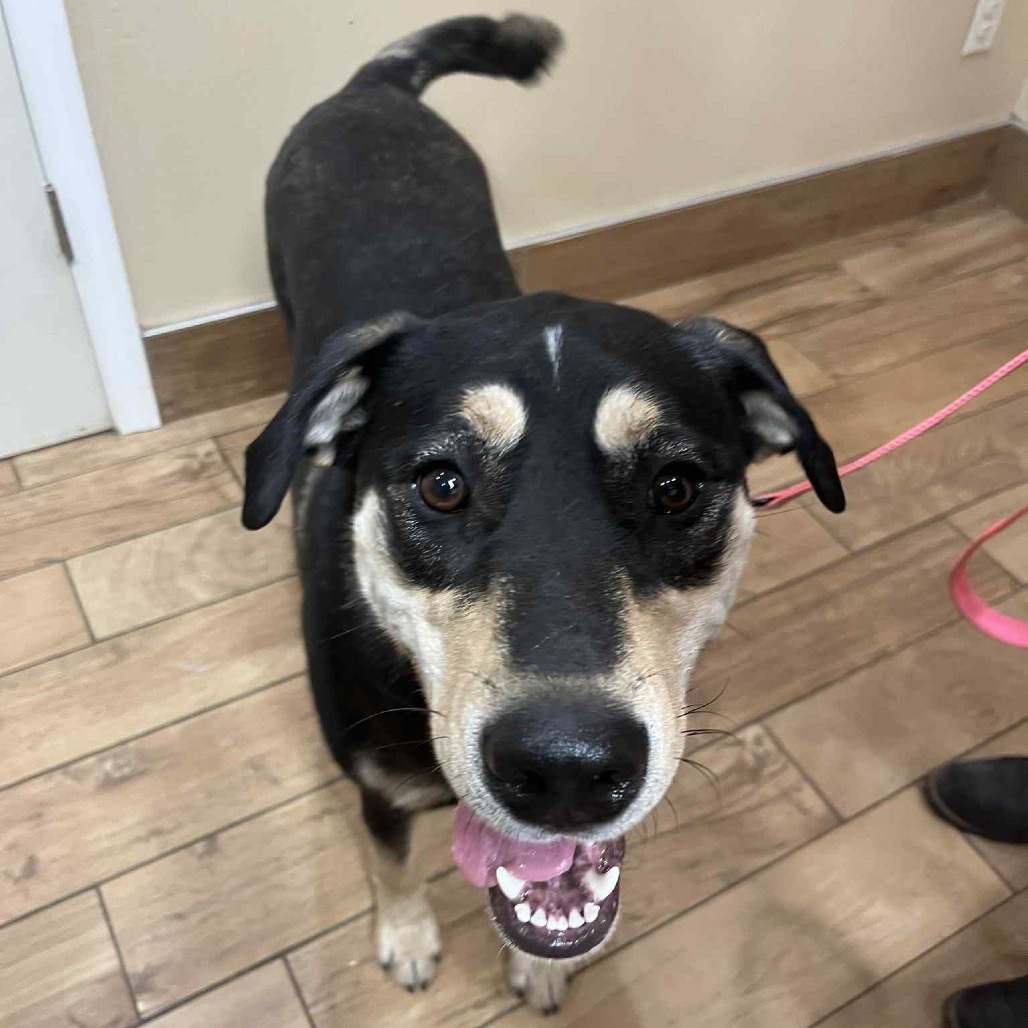 Delilah, an adoptable Mixed Breed in Sioux Falls, SD, 57106 | Photo Image 4