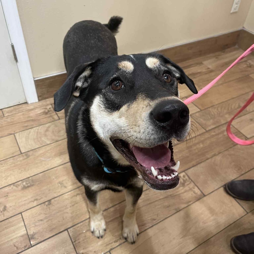 Delilah, an adoptable Mixed Breed in Sioux Falls, SD, 57106 | Photo Image 4