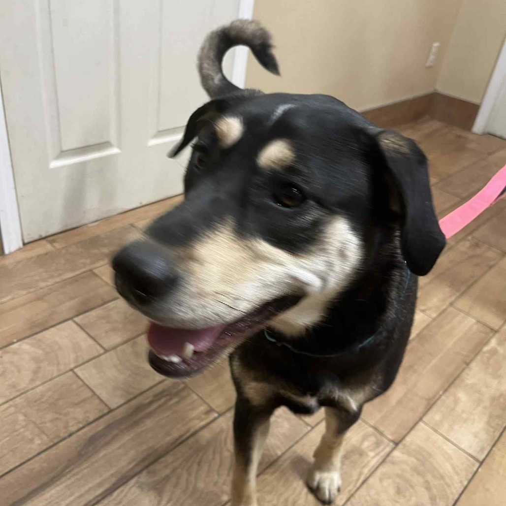 Delilah, an adoptable Mixed Breed in Sioux Falls, SD, 57106 | Photo Image 5