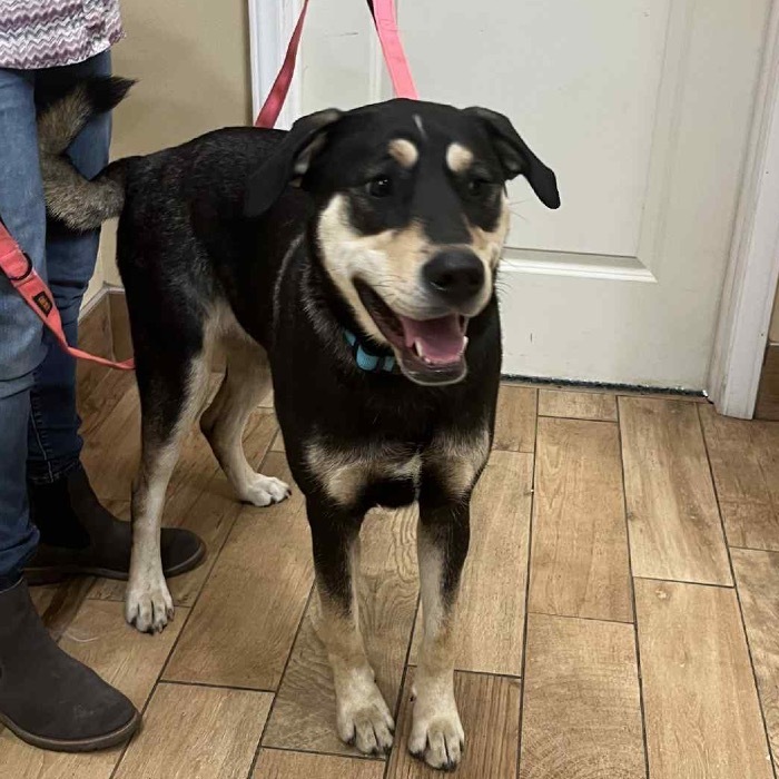 Delilah, an adoptable Mixed Breed in Sioux Falls, SD, 57106 | Photo Image 6