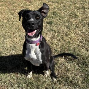Jenny from the Block (Jenny), Adult Female Great Dane