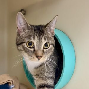 Jingles, Young Female Domestic Short Hair