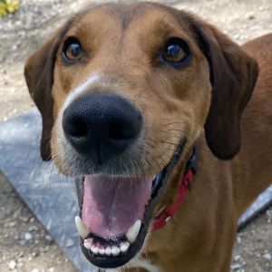 Samson, Adult Male Coonhound