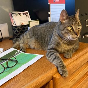 Capt Hook, Senior Male Domestic Short Hair