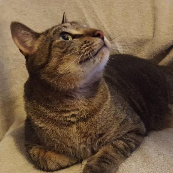 Capt Hook, an adoptable Domestic Short Hair in San Antonio, TX, 78253 | Photo Image 3