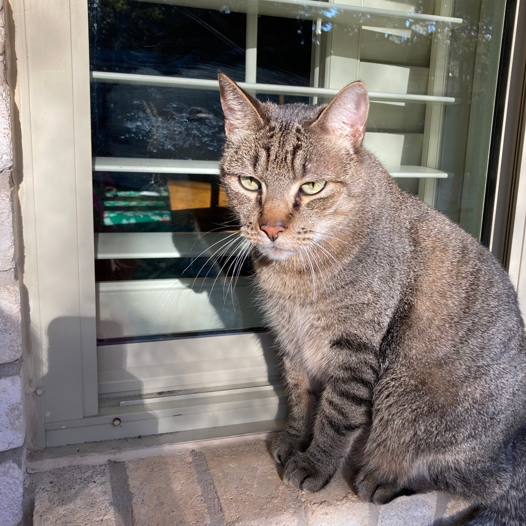 Capt Hook, an adoptable Domestic Short Hair in San Antonio, TX, 78253 | Photo Image 6