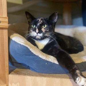 Cavalucci is a sweet kitty who is looking for a comfy place to call her own She