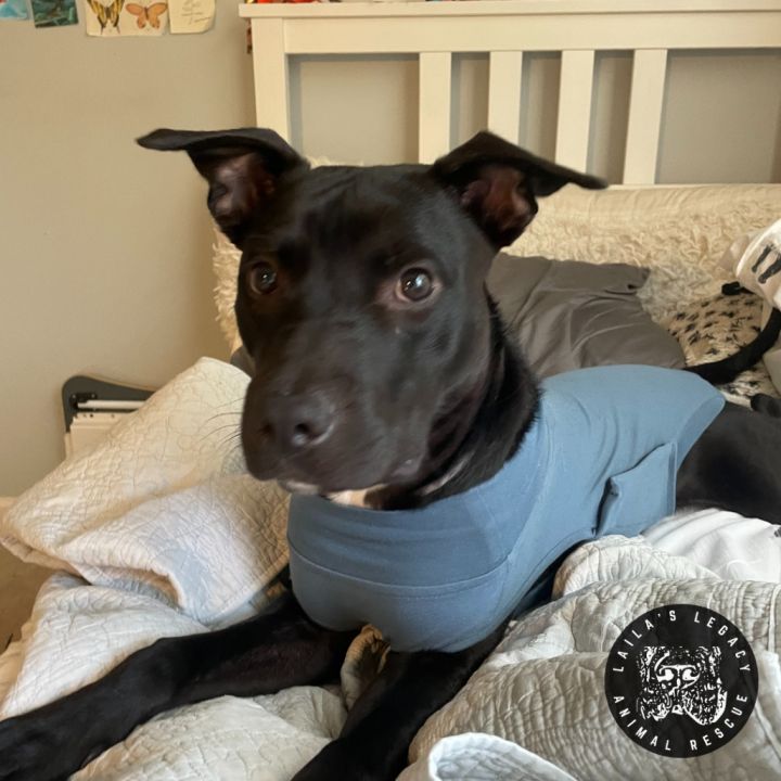 Tux 2