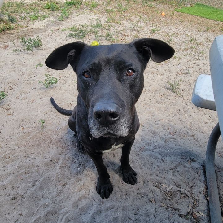 Atticus 1