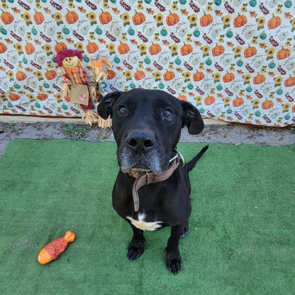 Atticus