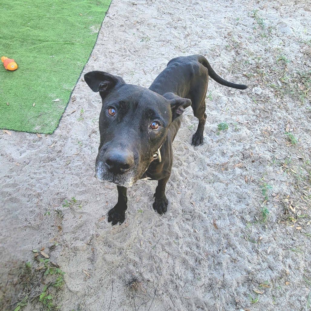 Atticus
