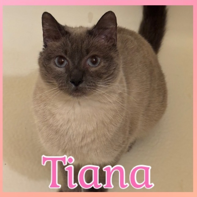 Tiana 3