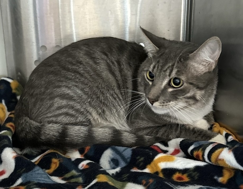 Atticus, an adoptable Domestic Short Hair in Grand Junction, CO, 81505 | Photo Image 1