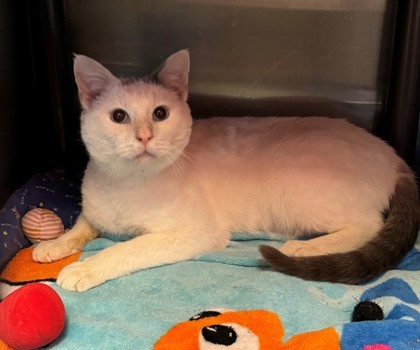 Regal, an adoptable Siamese, Domestic Short Hair in Willmar, MN, 56201 | Photo Image 1