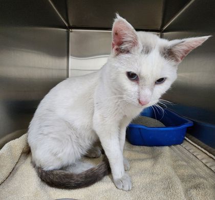 Regal, an adoptable Siamese, Domestic Short Hair in Willmar, MN, 56201 | Photo Image 2