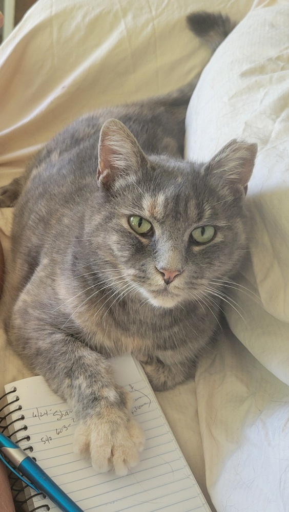 Little Fat Girl 6