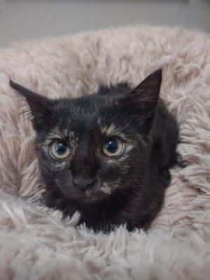 Taylor, Baby Female Domestic Short Hair