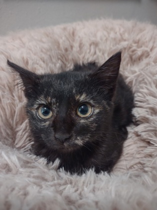 Taylor, an adoptable Domestic Short Hair in Port Saint Joe, FL, 32456 | Photo Image 1