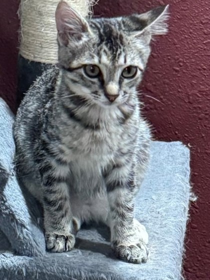 Louise, an adoptable Domestic Short Hair in Port Allen, LA, 70767 | Photo Image 1