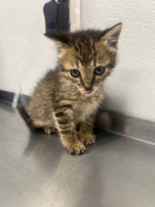 Louise, an adoptable Domestic Short Hair in Port Allen, LA, 70767 | Photo Image 2