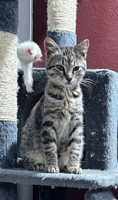 Thelma, an adoptable Domestic Short Hair in Port Allen, LA, 70767 | Photo Image 1