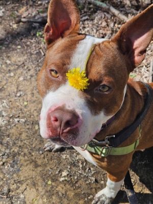 Archibald, Young Male Pit Bull Terrier