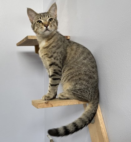 Casey, an adoptable Domestic Short Hair in Port Saint Joe, FL, 32456 | Photo Image 1