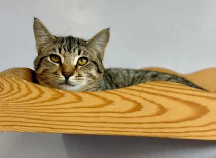 Casey, an adoptable Domestic Short Hair in Port Saint Joe, FL, 32456 | Photo Image 2