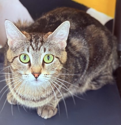 Casey, an adoptable Domestic Short Hair in Port Saint Joe, FL, 32456 | Photo Image 3