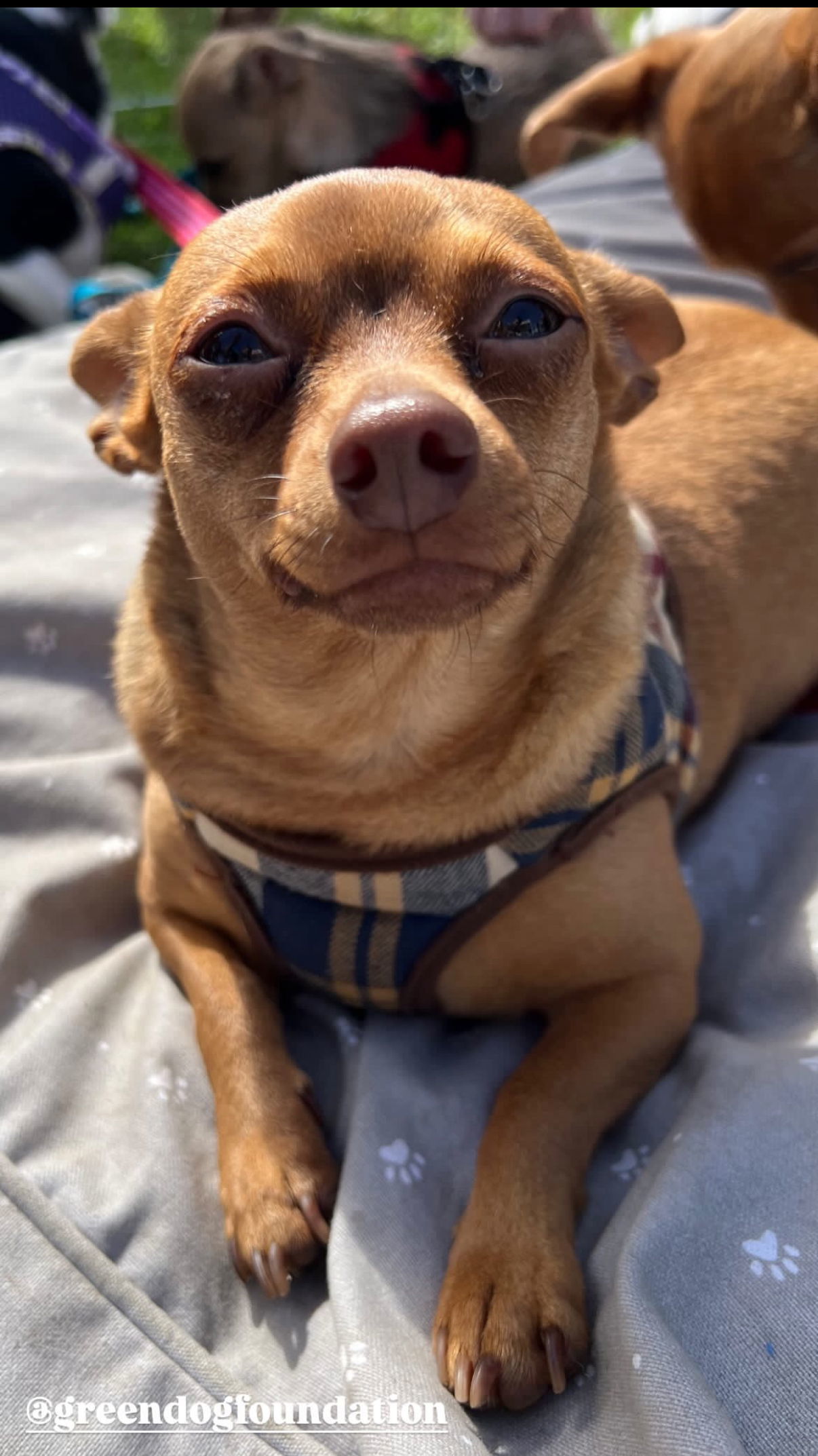 Cookie