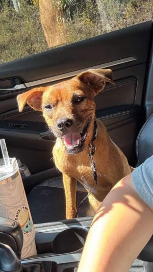 Dog for adoption - Scooby Doo Mullins, a Feist Mix in Saunderstown, RI ...