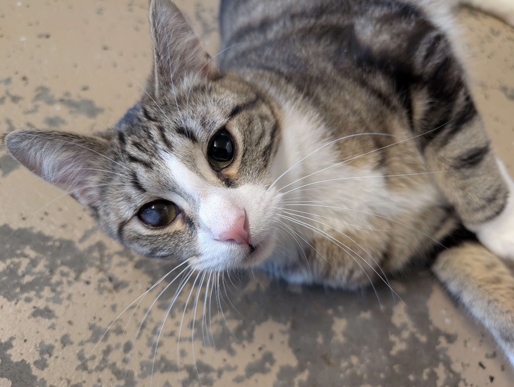 Artemis