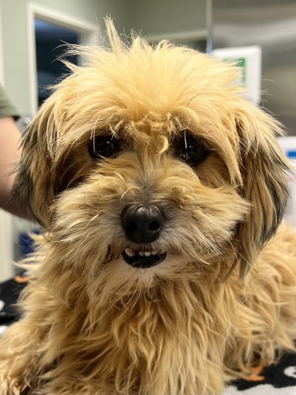 Lucy, an adoptable Havanese, Mixed Breed in Harbor Springs, MI, 49740 | Photo Image 1