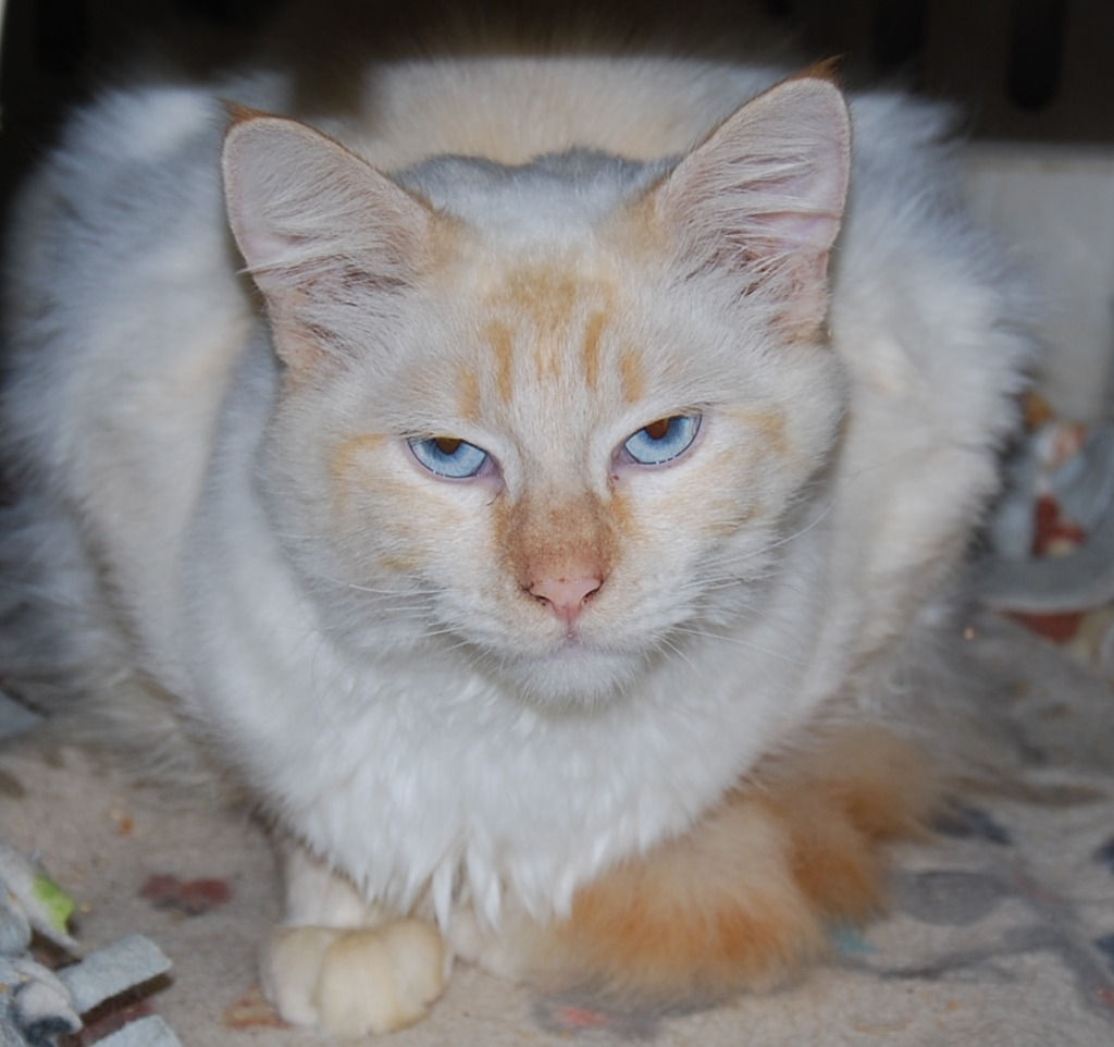 Mystic, an adoptable Domestic Long Hair in The Dalles, OR, 97058 | Photo Image 1