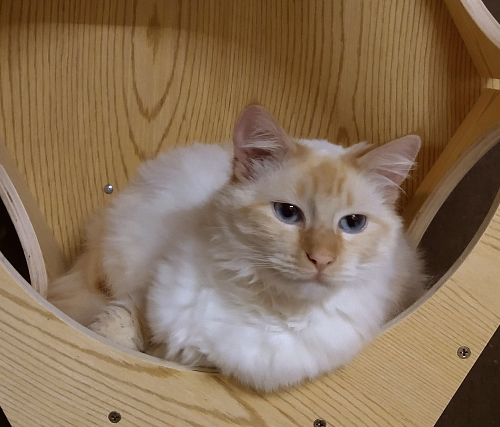 Mystic, an adoptable Domestic Long Hair in The Dalles, OR, 97058 | Photo Image 2