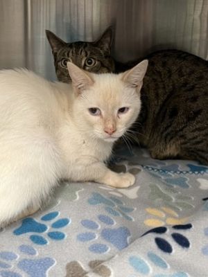 Snow Domestic Short Hair Cat