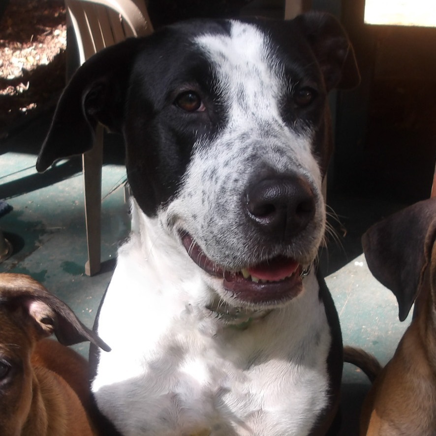 Maka'ala, an adoptable Mixed Breed in Kailua Kona, HI, 96740 | Photo Image 1