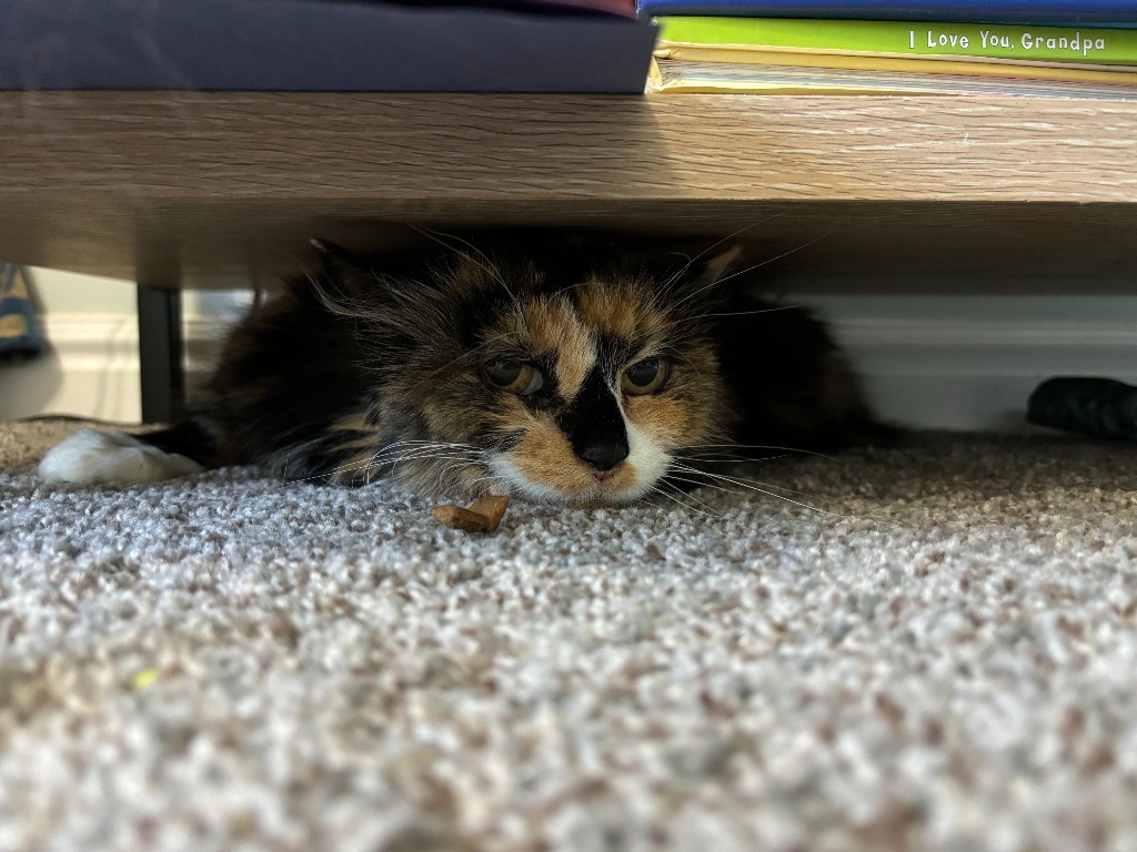 Miss Pumpkin Spice, an adoptable Domestic Short Hair in Ogden, UT, 84409 | Photo Image 1