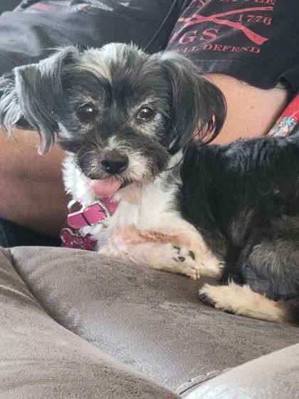 Lexi, an adoptable Terrier, Mixed Breed in Pendleton, OR, 97801 | Photo Image 1