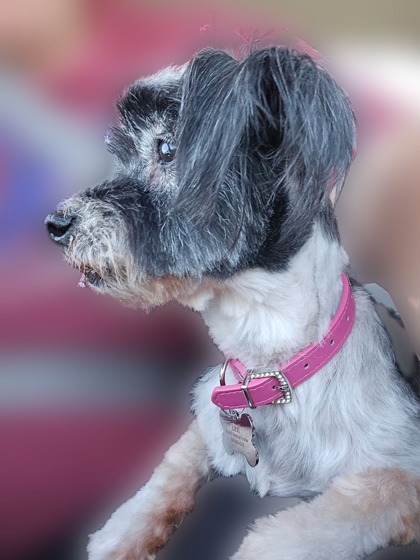 Lexi, an adoptable Terrier, Mixed Breed in Pendleton, OR, 97801 | Photo Image 2