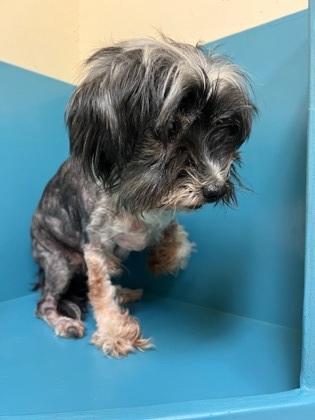 Lexi, an adoptable Terrier, Mixed Breed in Pendleton, OR, 97801 | Photo Image 3