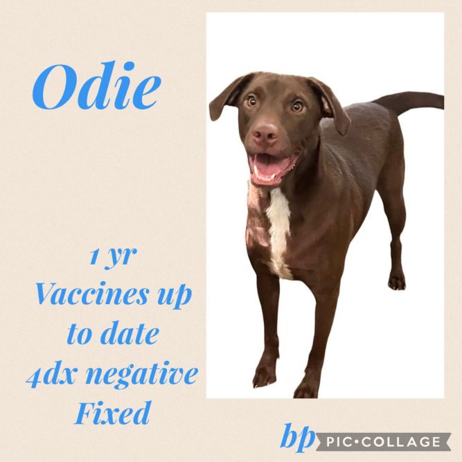 Odie