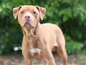 ROCKO, Adult Male Pit Bull Terrier