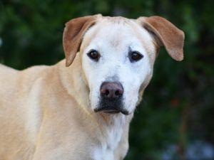 DYLAN, Adult Male Labrador Retriever